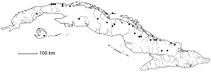 Coccoloba praecox
