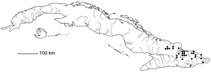 Coccoloba reflexa