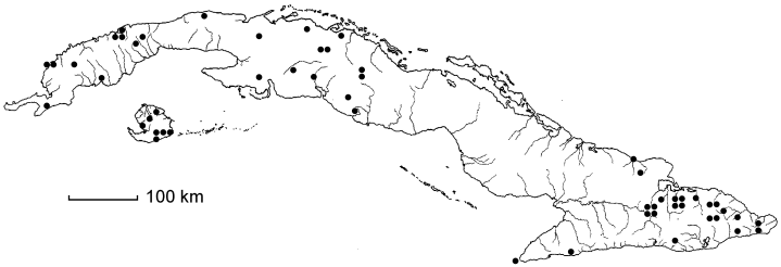 Coccoloba retusa