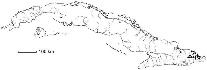 Coccoloba rufescens