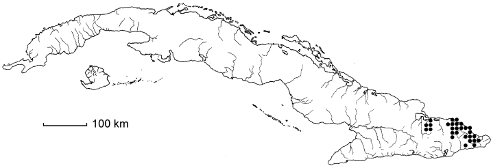 Coccoloba shaferi