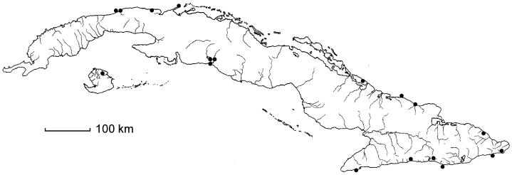 Coccoloba uvifera