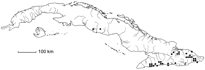 Coccoloba wrightii