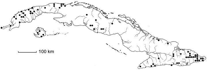 Cojoba arborea