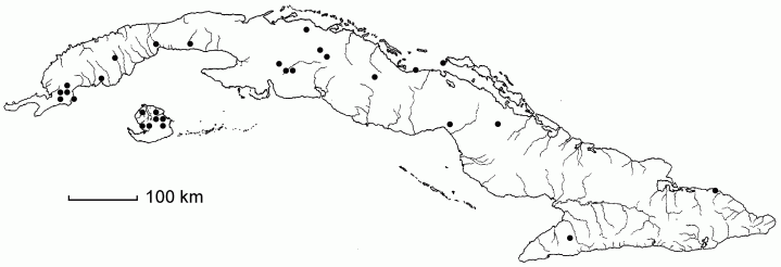 Coleataenia tenera
