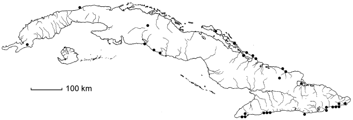 Corchorus hirsutus