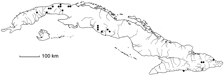 Ctenitis hirta