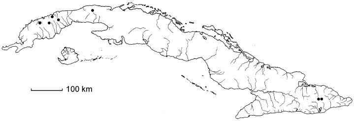 Ctenitis melanochlamys