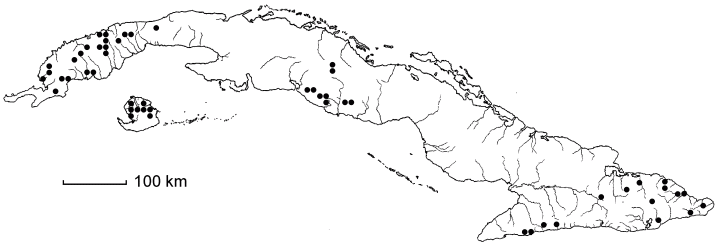 Cuphea melanium
