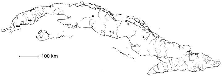 Cuphea mimuloides