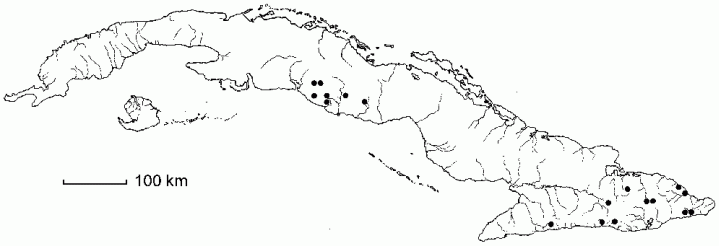 Cyathea aspera