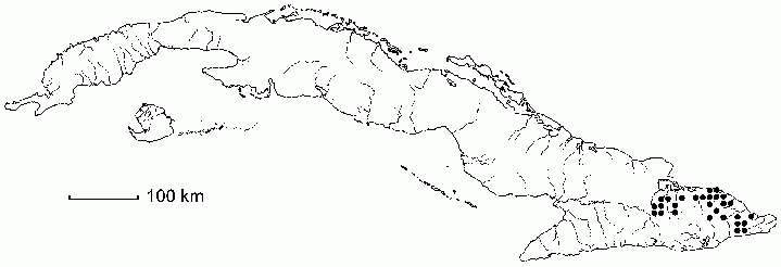 Cyrilla coriacea