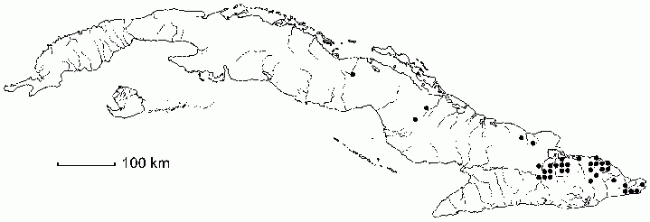 Cyrilla lutgardae