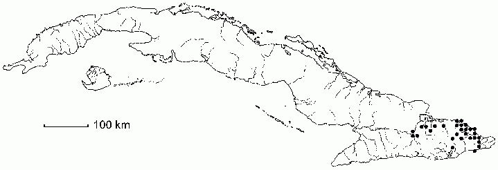Cyrilla macrocarpa