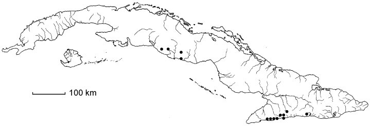 Danaea jamaicensis