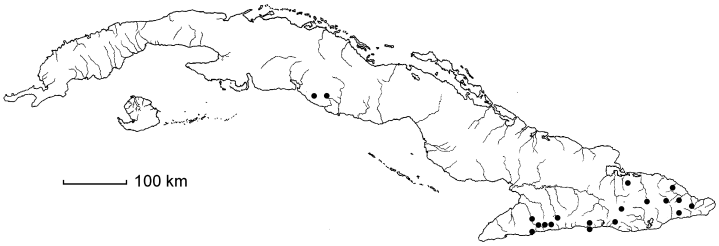 Danaea jenmanii