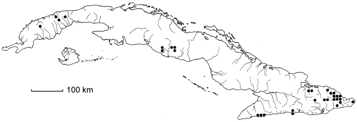 Danaea nodosa