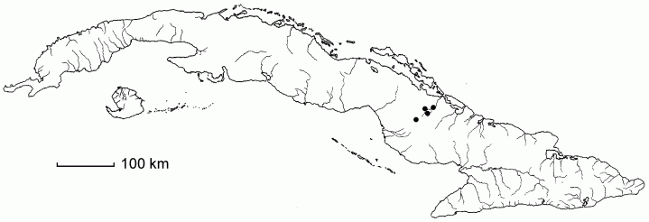 Daphnopsis bissei