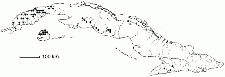 Davilla nitida