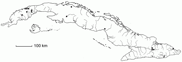Digitaria curvinervis