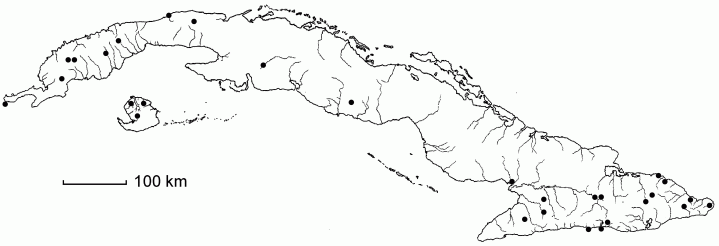 Digitaria horizontalis