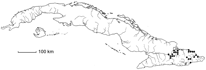 Dioscorea nipensis