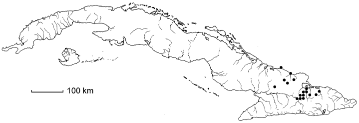 Dioscorea porulosa