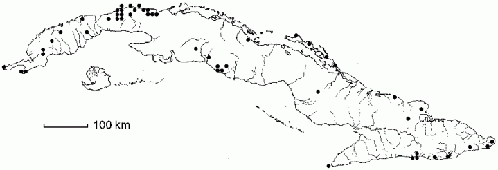 Duranta erecta