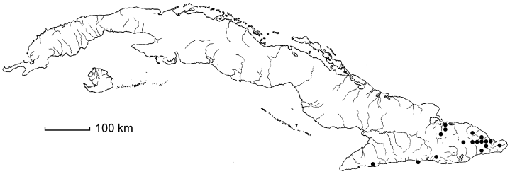 Elaphoglossum crinitum