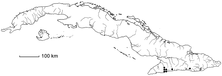 Elaphoglossum erinaceum