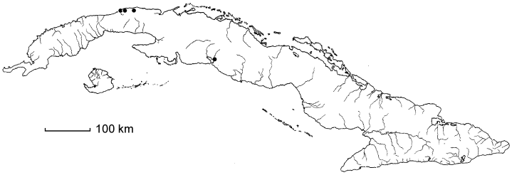 Enterolobium cyclocarpum