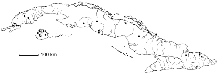 Eragrostis atrovirens