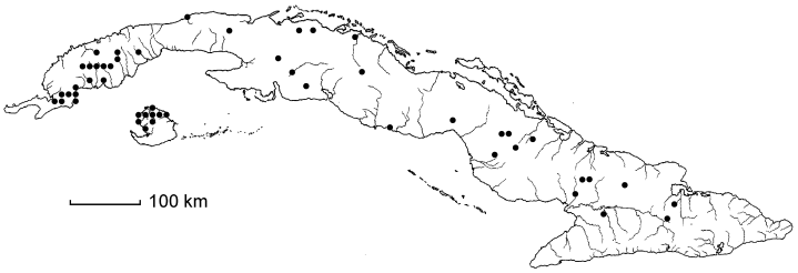 Eragrostis cubensis