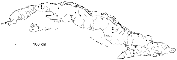 Eragrostis pilosa