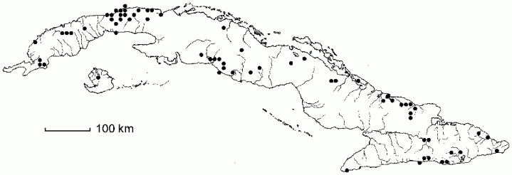 Espadaea amoena