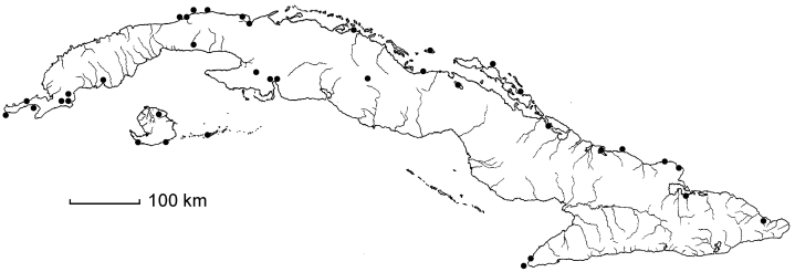 Eustachys petraea