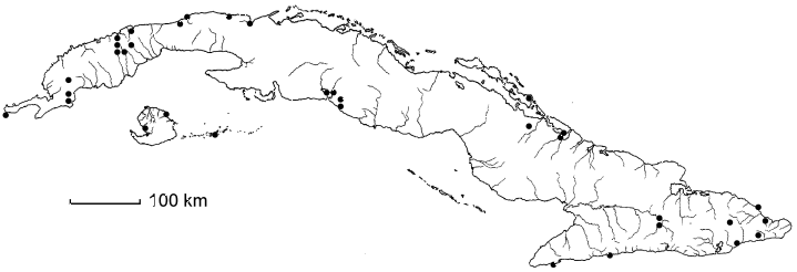 Exothea paniculata
