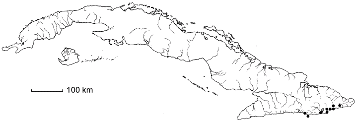 Ginoria arborea