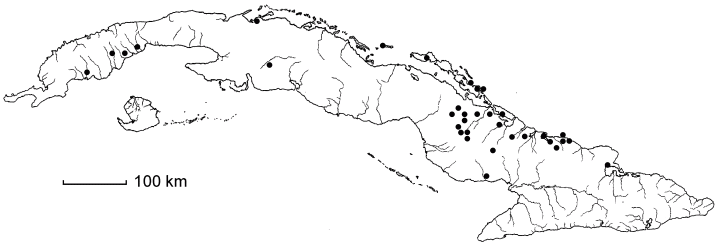 Ginoria curvispina