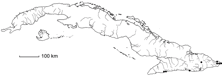 Ginoria glabra