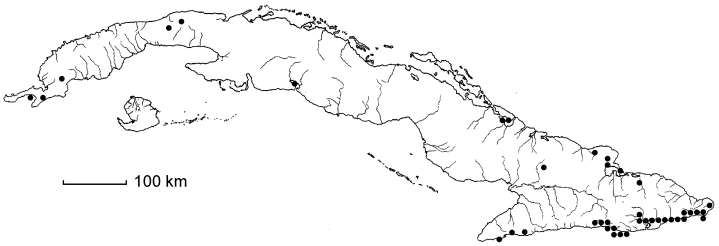 Guaiacum officinale
