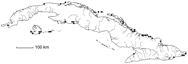 Guaiacum sanctum