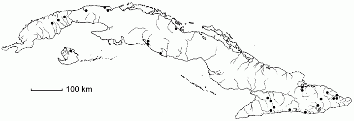 Gynerium sagittatum
