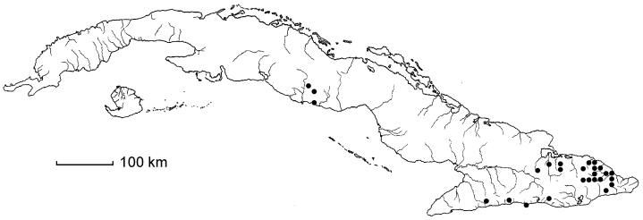 Hedyosmum grisebachii