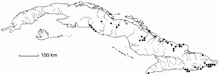 Henoonia myrtifolia