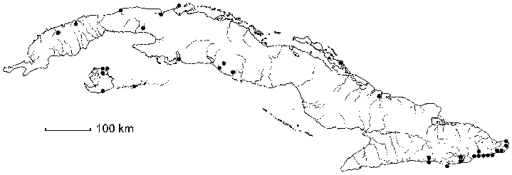 Herissantia crispa