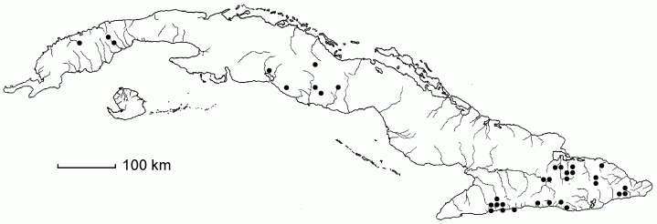 Homolepis glutinosa