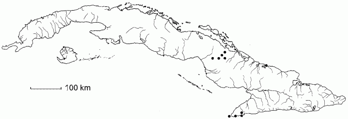Hymenaea torrei