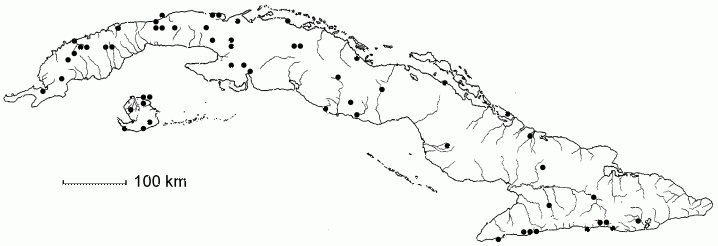 Jacquinia aculeata