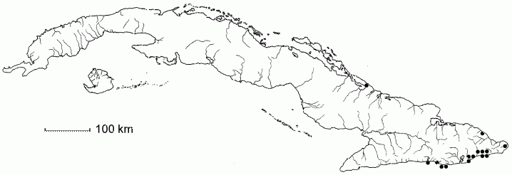 Jacquinia berteroi